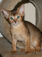 kitten